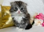 Buster - Scottish Fold Cat For Sale - Ava, MO, US