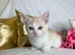 Jerry - Munchkin Cat For Sale - Ava, MO, US