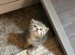 Smitten Kittens - Munchkin Cat For Sale - Denver, CO, US