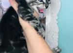 Silver Charcoal Bengal sheeted marbled Reserved - Bengal Cat For Sale - Crestview, FL, US