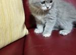 Bella - Himalayan Cat For Sale - 