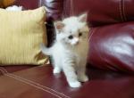 Milo - Himalayan Cat For Sale - Dallas, TX, US