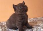 Bianca - British Shorthair Cat For Sale - Miami, FL, US