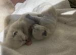 August Litter - Ragdoll Cat For Sale - Tamarac, FL, US