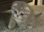 Mugs - Munchkin Cat For Sale - Denver, CO, US