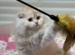 Clay Scottish Fold male - Scottish Fold Cat For Sale - Sunnyvale, CA, US