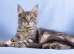 Alex - Maine Coon Cat For Sale - NY, US