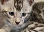 Silver bengal girl 2 - Bengal Cat For Sale - WA, US