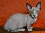 Dendy - Sphynx Cat For Sale - Norwalk, CT, US