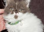 Napoleon Kittens - Minuet Cat For Sale - IN, US