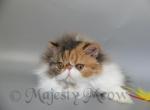 Bella - Persian Cat For Sale - Yucca Valley, CA, US