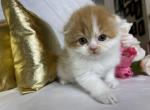 Thor - Minuet Cat For Sale - Ava, MO, US