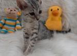 Poppy F5 Savannah Silver - Savannah Cat For Sale - Los Angeles, CA, US