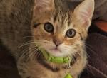 Fern - Pixie-Bob Cat For Sale - Everson, WA, US