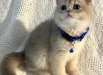 Cloud - British Shorthair Cat For Sale - Charlotte, NC, US