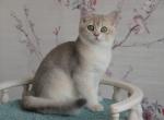 Baks British - British Shorthair Cat For Sale - Norwalk, CT, US