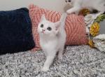 Ralph Alphastar - Scottish Fold Cat For Sale - Levittown, PA, US