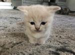 Nugs - Munchkin Cat For Sale - Denver, CO, US