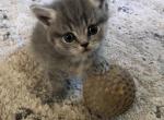 Tugs - Munchkin Cat For Sale - Denver, CO, US