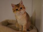 Anfisa - British Shorthair Cat For Sale - San Mateo, CA, US