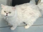 Mark - Persian Cat For Sale/Retired Breeding - Williamsburg, VA, US