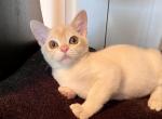 Jeremy - European Burmese Cat For Sale - ID, US
