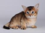 Yhoshi - Munchkin Cat For Sale - Hollywood, FL, US