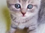 Litter Scottish straight and Scottish fold - Scottish Fold Cat For Sale - Miami, FL, US