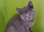 Kevin - British Shorthair Cat For Sale - Miami, FL, US