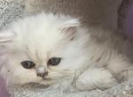 Pink kitten - Persian Cat For Adoption - Williamsburg, VA, US