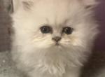 Green kitten - Persian Cat For Adoption - Williamsburg, VA, US