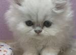 Orange kitten - Persian Cat For Sale - Williamsburg, VA, US