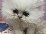 Brown kitten - Persian Cat For Sale - Williamsburg, VA, US