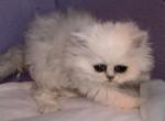 Blue kitten - Persian Cat For Sale - Williamsburg, VA, US