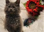 RESERVED Finn male Amelia x Xaier litter - Maine Coon Cat For Sale - Crestview, FL, US