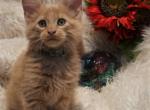 Titan Male Amelia x Xaier litter - Maine Coon Cat For Sale - Crestview, FL, US