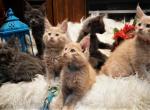 UPDATE Amelia x Xaier litter 5 weeks old all males - Maine Coon Cat For Sale - Crestview, FL, US