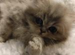 Sweetest Silver Tabby CFA Registered - Persian Cat For Sale - Perry, FL, US