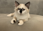 Cookie - Ragdoll Cat For Sale - Mount Vernon, WA, US