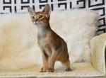 Abyssinian male kitten Kevin - Abyssinian Cat For Sale - Bayville, NJ, US