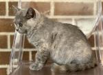 IDCATTERY Baby - British Shorthair Cat For Sale - Auburn, WA, US