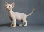 Jordan kitten - Devon Rex Cat For Sale - Bayville, NJ, US