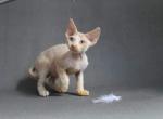 John - Devon Rex Cat For Sale - Bayville, NJ, US