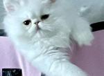 Angels Pride Lucian - Persian Cat For Sale - Nashville, TN, US