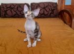 Regina - Devon Rex Cat For Sale - Miami, FL, US