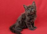 Halwort - Maine Coon Cat For Sale - Miami, FL, US