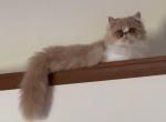 Echo's Male Persian kitten - Persian Cat For Sale - Greenville, OH, US