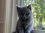 Mikey - British Shorthair Cat For Sale - Huntington, NY, US