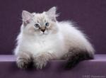 Arnold - Siberian Cat For Sale - Norwalk, CT, US