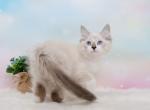 Marzipan - Siberian Cat For Sale - Norwalk, CT, US